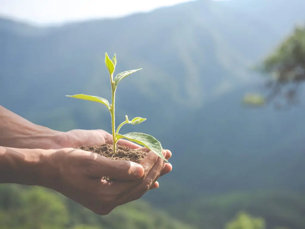 Hands holding leaf